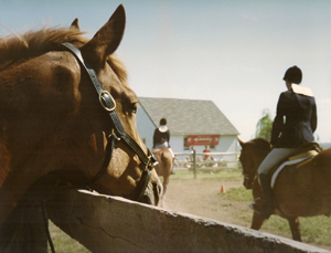 Meadowview Saddlery